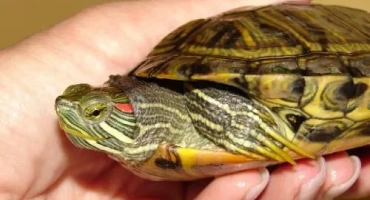 Как да изберем здрава червена костенурка?